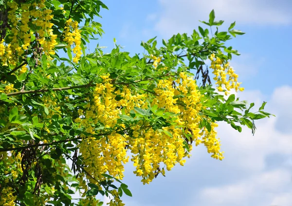 Ortak laburnum (Laburnum anagyroides)