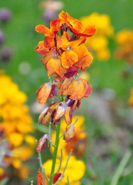 Sarı şebboy (Erysimum cheiri)
