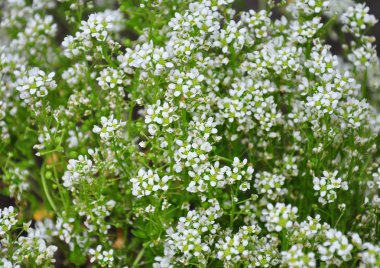 Ortak scurvygrass (Cochlearia officinalis)