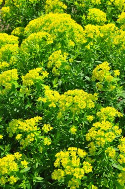 Marsh spurge (Euphorbia palustris)