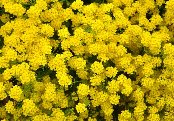 Alyssum dourado (Aurinia saxatilis ) — Fotografia de Stock