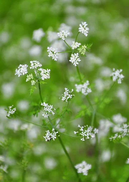 Frenk maydanozu (Anthriscus cerefolium) — Stok fotoğraf