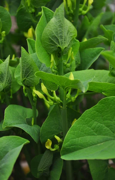 Birthwort (Aristolochia clematitis ) — стокове фото