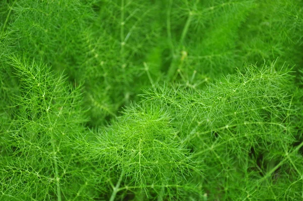 Fenchel (foeniculum vulgare)) — Stockfoto