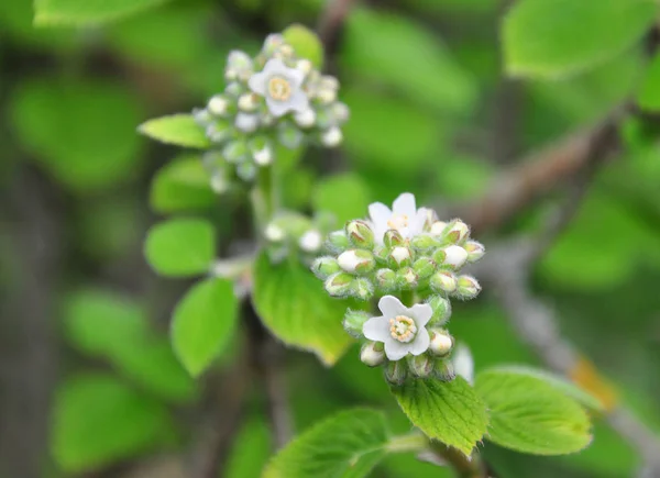 Waxflower (Jamesia americana) — Stok fotoğraf