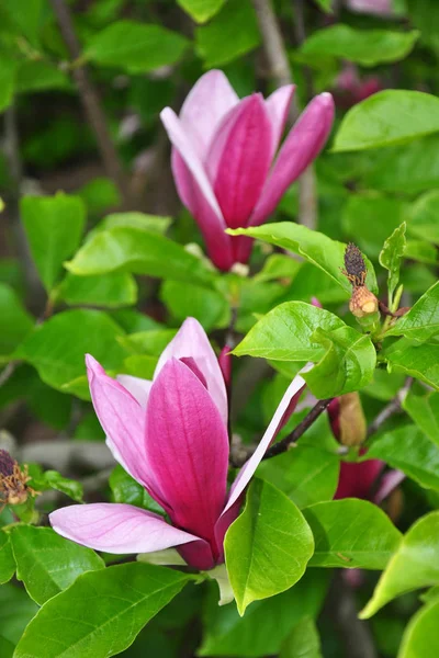 Fialová magnólie (Magnolia liliiflora) — Stock fotografie