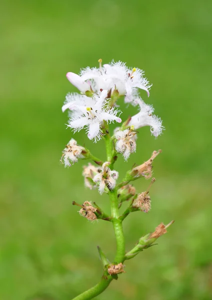 Bobrek trójlistkowy (menyanthes trifoliata) — Zdjęcie stockowe