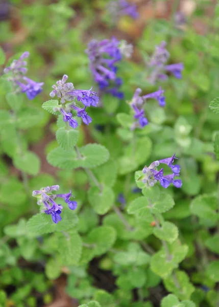 Catmint (Nepeta faassenii) — 图库照片