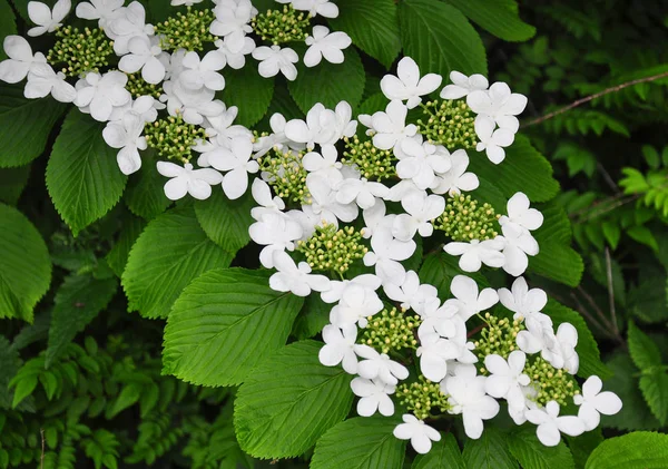 Японский снежок (Viburnum plicatum ) — стоковое фото