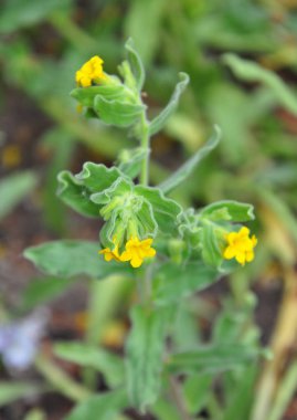 Sarı alkanna (Alkanna orientalis)