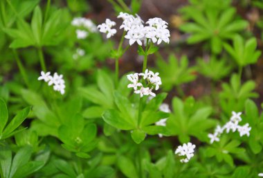 SweeTsCenTeD yoğurtotu (Galium odoratum)
