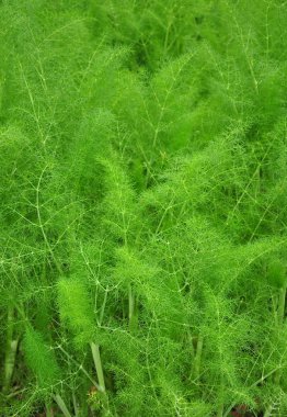 Rezene (Foeniculum vulgare)