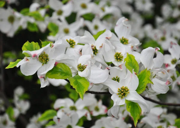 Rozkwitu dereń (Cornus florida) — Zdjęcie stockowe