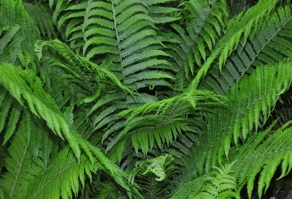 Samambaia de avestruz (Matteuccia struthiopteris ) — Fotografia de Stock