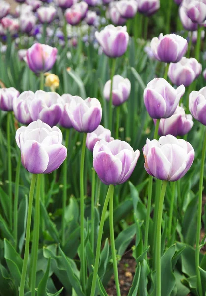 Witte en paarse tulp bloemen — Stockfoto