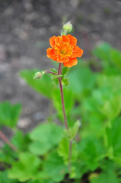 Turuncu cüce avens (Geum coccineum) — Stok fotoğraf