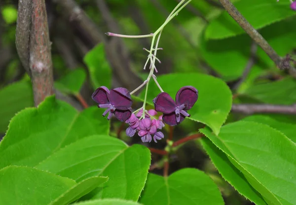 Beş yaprak akebia (Akebia quinata)