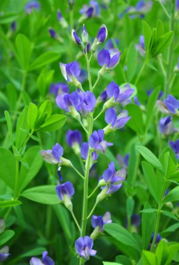 Mavi vahşi Indigo (Baptisia australis)