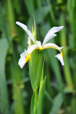 Oryantal iris (Iris orientalis)