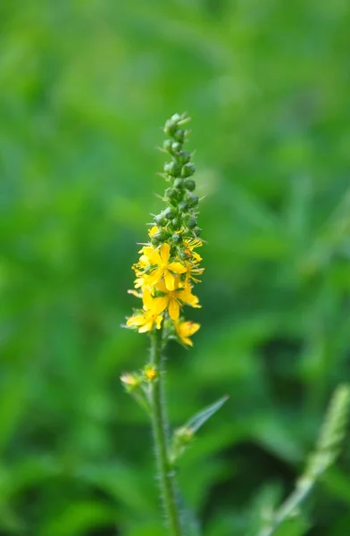 Common agrimony (Agrimonia eupatoria) — Stock Photo, Image