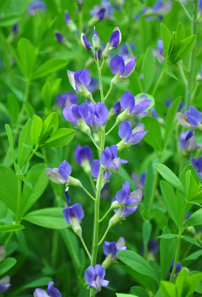 蓝野靛蓝 (Baptisia) — 图库照片