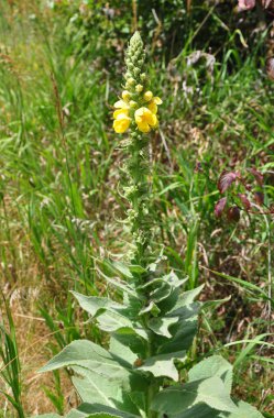 yoğunçiçek mullein (Verbascum yoğunluk florum)
