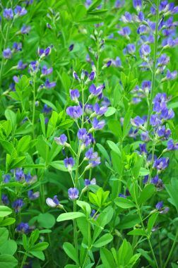 Mavi vahşi Indigo (Baptisia australis)