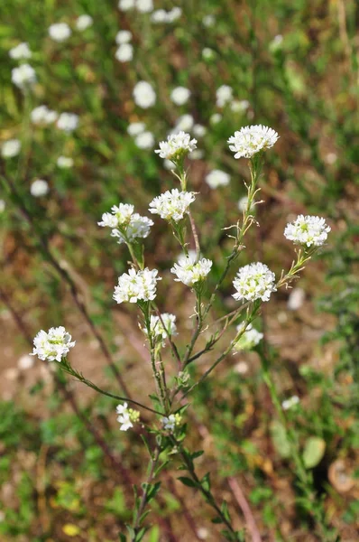 Sędziwy alyssum (pyleniec pospolity) — Zdjęcie stockowe