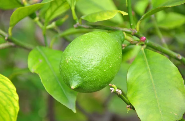 Citrom (Citrus limon) — Stock Fotó