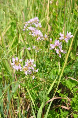Crownvetch (Securigera varia)