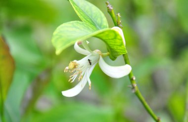 Limon (Citrus limon)