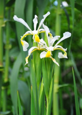 Oryantal iris (Iris orientalis)