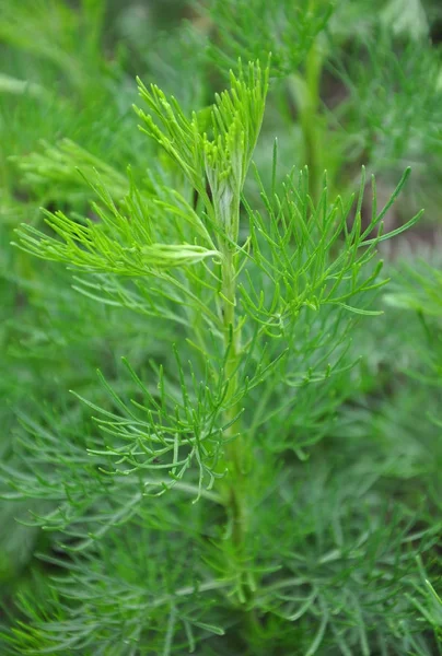 Südlicher Wald (artemisia abrotanum)) — Stockfoto