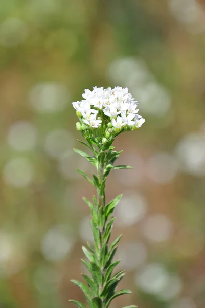 白头 alyssum (Berteroa 紫罗兰) — 图库照片