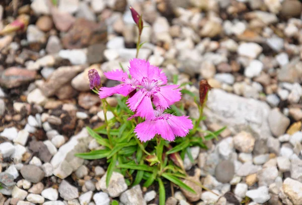 Alpine pink (Dianthus alpinus) — Stock Photo, Image