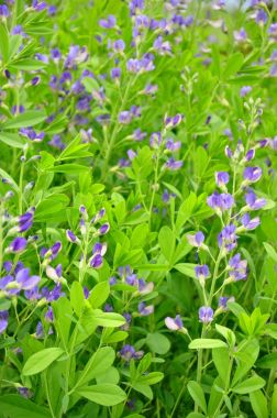 Mavi vahşi Indigo (Baptisia australis)