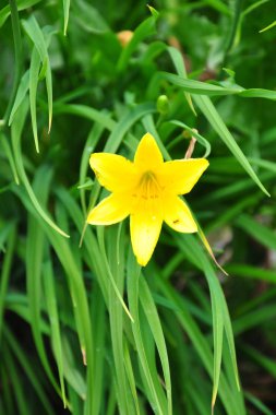 Cüce daylily (Hemerocallis küçük)