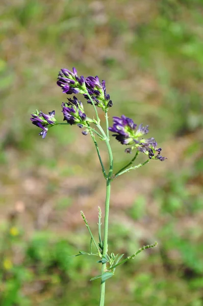 Alfalfa (Medicago sativa) — Foto de Stock