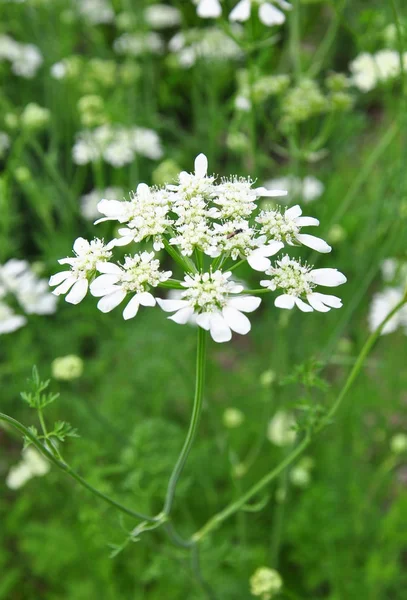 Белый кружевной цветок (Orlaya grandiflora ) — стоковое фото