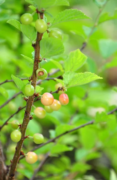 Nanking-Kirsche (Prunus tomentosa)) — Stockfoto