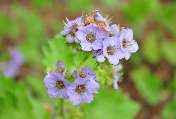 Bolander 的 phacelia (phacelia bolanderi)) — 图库照片