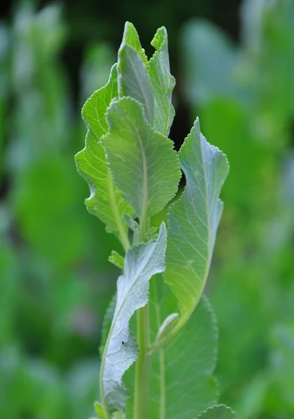 Costmary (Tanacetum balsamita ) — стокове фото
