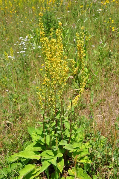 Black mullein (Verbascum nigrum) — Stock Photo, Image