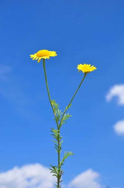 Yellow chamomile (Anthemis tinctoria) — Stock Photo, Image