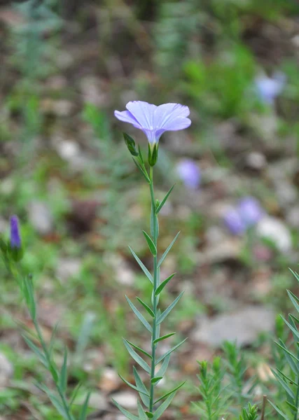 Blue flax (Linum narbonense) — Stock Photo, Image