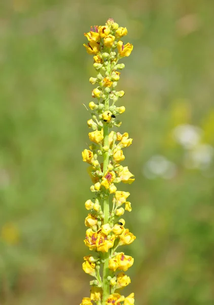 Black mullein (Verbascum nigrum) — Stock Photo, Image