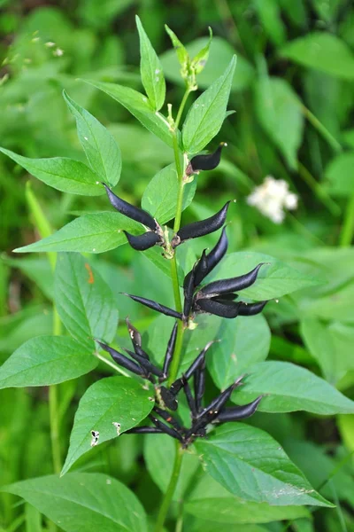 Liściastych Wyka (Vicia oroboides) — Zdjęcie stockowe