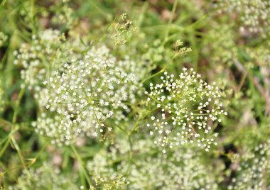 Sickleweed (Falcaria vulgaris)