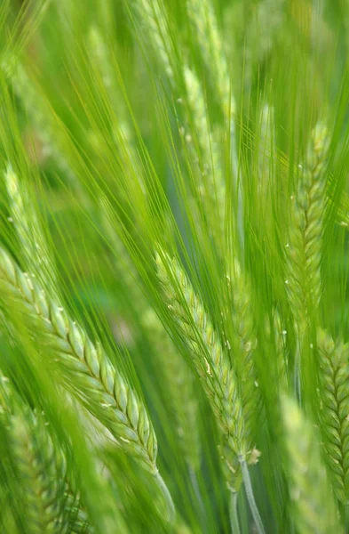 Hoofden van triticale (Triticosecale rimpaui) — Stockfoto