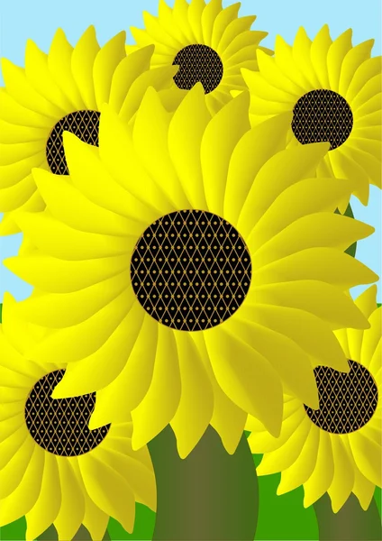 Gebied van zonnebloemen. — Stockvector
